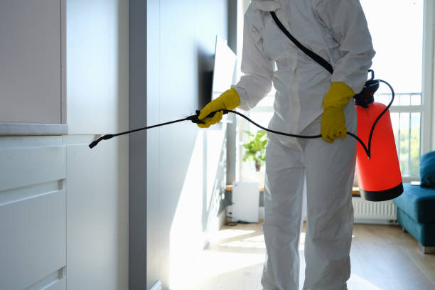 Reliable Logan Elm Village, OH Mold Removal Solutions
