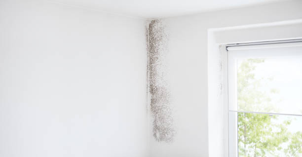 Best Crawl Space Mold Remediation  in Logan Elm Village, OH
