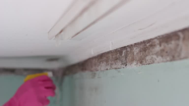 Best Post-Construction Mold Inspection  in Logan Elm Village, OH